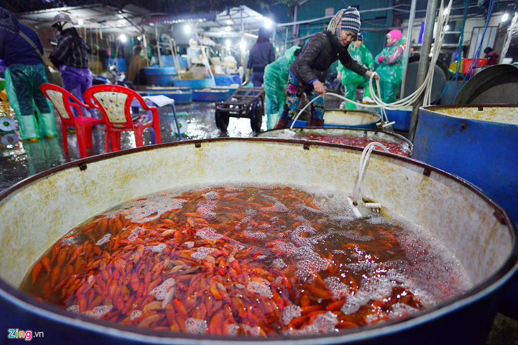 cho ca lon nhat ha noi tap nap truoc ngay tao quan chau troi