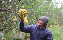 Phật thủ chín sớm, quả đẹp giá 2 triệu, người trồng lo thất thu