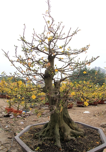 hon 100 trieu dong mot cay mai choi tet tai ha noi
