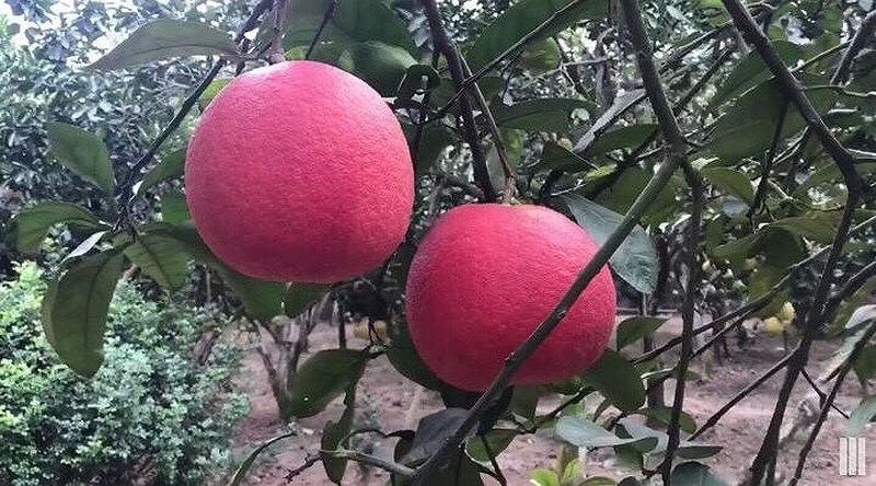 hong treo da lat buoi do tien vua hut hang