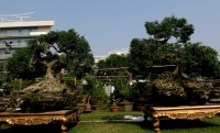 trai tham do don cay dat vang 10 ti xon xao khap chon