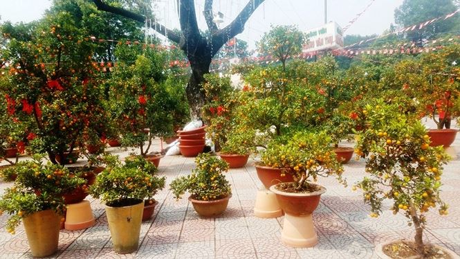 130 trieu dong mot cap quat canh choi tet o sai gon