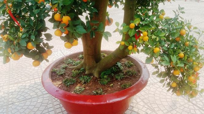 130 trieu dong mot cap quat canh choi tet o sai gon