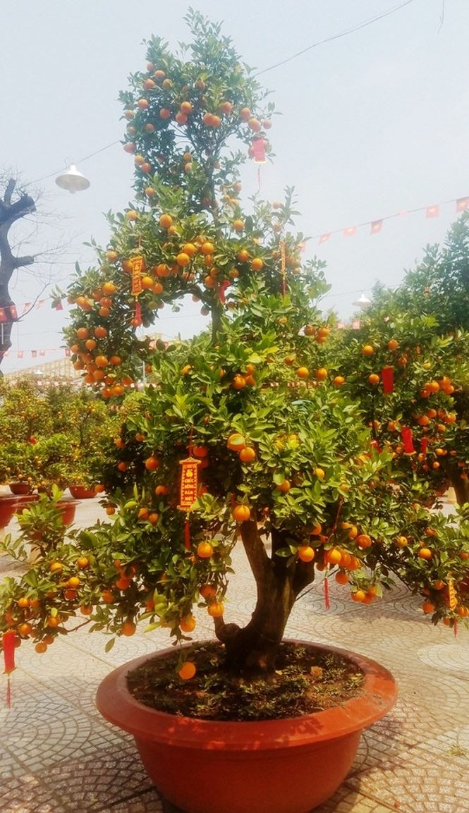 130 trieu dong mot cap quat canh choi tet o sai gon