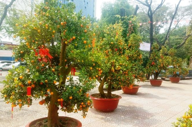 130 trieu dong mot cap quat canh choi tet o sai gon