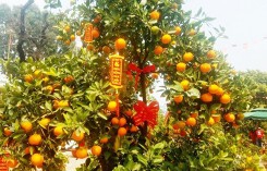 130 triệu đồng một cặp quất cảnh chơi Tết ở Sài Gòn