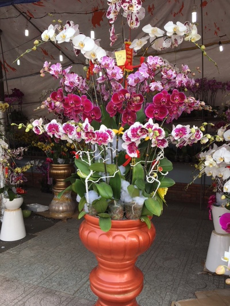 hot bac hoa lan tet ban dat nhu tom tuoi
