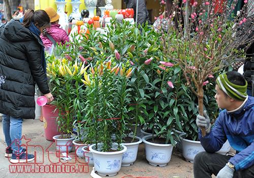 Cận Tết, giá hoa tươi tăng chóng mặt can tet gia hoa tuoi tang chong mat