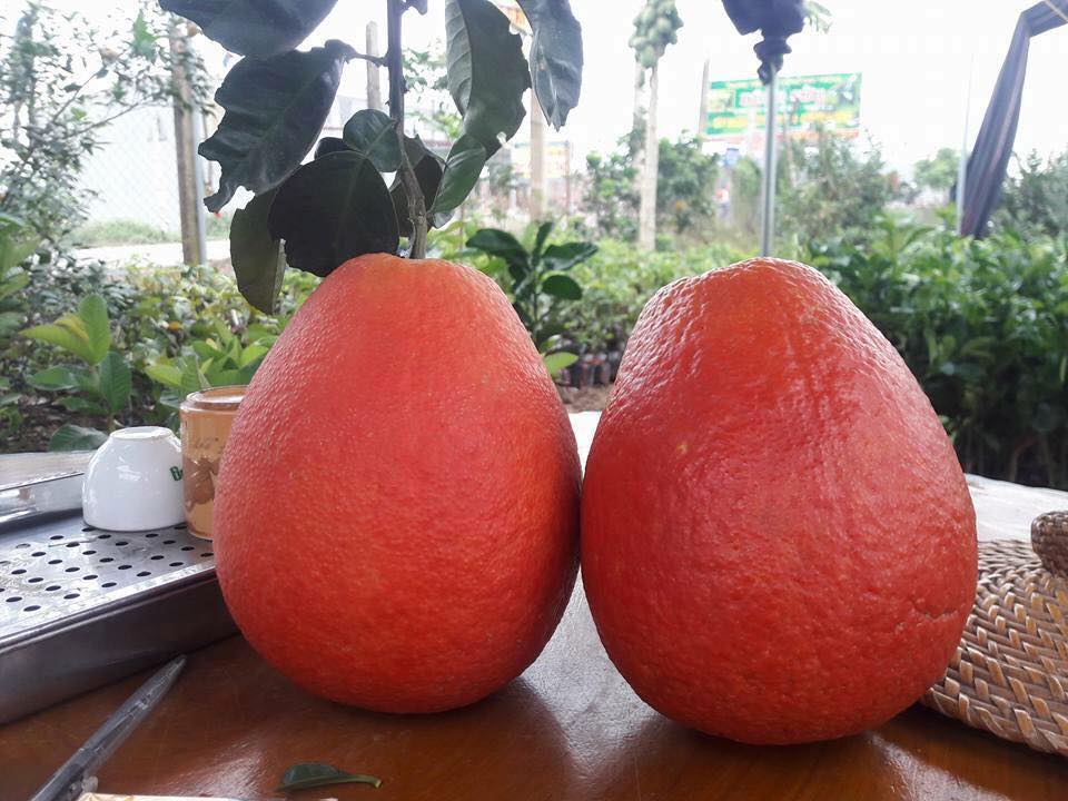 chuoi do au buoi hong ruc hang hiem cung tet cau may man