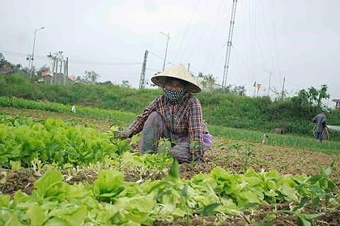 xa lach dua leo 1000dongkg dau nam nong san da khoc rong