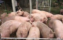 Giá heo (lợn) hơi hôm nay (14/12): Miền Bắc, miền Trung cùng giảm