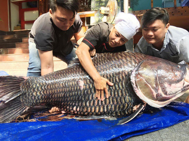chi hang chuc trieu dong mua ca ho de an cau may