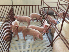 Giá heo hơi hôm nay 13/2: Đồng Nai tăng lên 53.000 đồng/kg