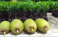 mieng ong nguy trang trong bai dat trong