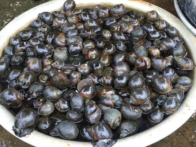 gia oc tang dan ha noi chep mieng them vi nhieu hang bun oc tam nghi sau tet