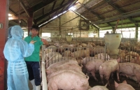 thu phu nuoi lon lon nhat mien bac tieu dieu sau con bao gia