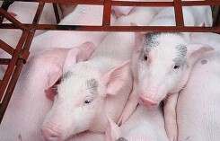 Giá heo hơi hôm nay 6/3: Giá heo giảm, người nuôi chán nản bỏ chuồng