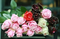 hoa ly rot gia the tham trong ngay 83 nguoi dan tay tuu khoc rong