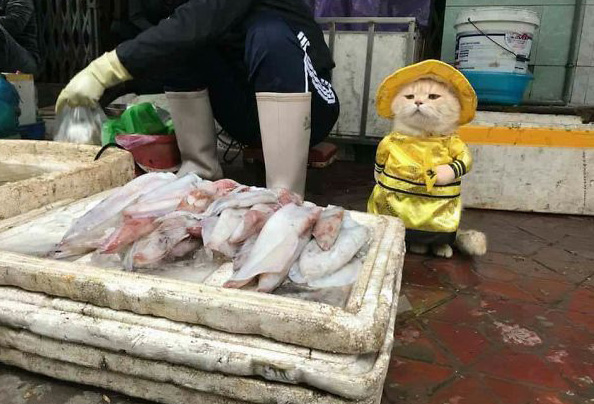 chu meo ban ca thit gay sot o cho hai phong