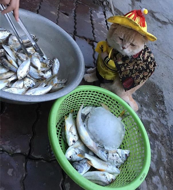 chu meo ban ca thit gay sot o cho hai phong