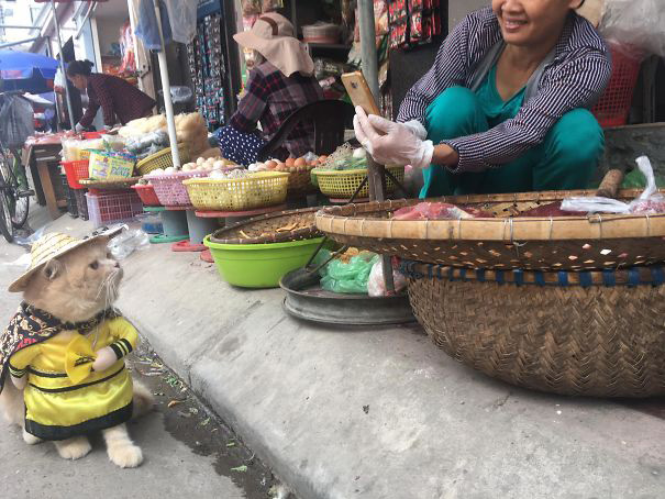 chu meo ban ca thit gay sot o cho hai phong
