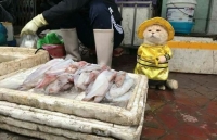 cho thit meo viet nam len bao anh