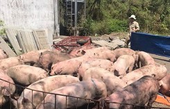 Giá heo (lợn) hơi hôm nay (8/12): Đồng loạt giảm trên cả nước