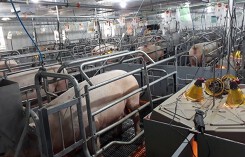 Giá heo (lợn) hơi hôm nay (2/1): Bình quân miền Bắc tiếp tục giảm
