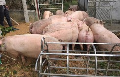 Giá heo hơi hôm nay 10/5: Có nơi bật tăng 4.000 đồng/kg