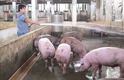 Giá heo hơi hôm nay 13/3: Có nơi bật tăng 2.000 đồng/kg