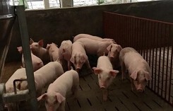Giá heo hơi hôm nay 11/8: Miền Bắc đi xuống, miền Năm lại tăng
