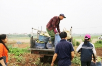 cu cai lien tuc chay hang gia da tang len 5 nghin dongkg sau khi duoc giai cuu