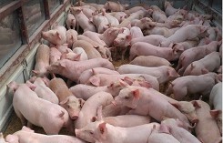 Giá heo hơi hôm nay 20/5: Phổ biến ở mức 46.000 – 48.000 đồng/kg