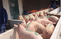 Giá heo (lợn) hơi hôm nay (12/12): Miền Nam giảm 1.000 - 2.000 đồng/kg