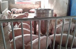Giá heo hơi hôm nay 2/6: Đầu tháng giá heo chững lại