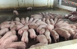 Giá heo hơi hôm nay 6/6: Bình quân miền Bắc, miền Nam đi xuống