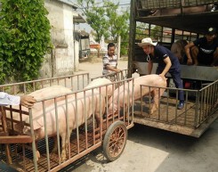 Giá heo hơi ở đâu thấp nhất thế giới?