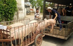 Giá heo (lợn) hơi hôm nay (5/11): Có nơi giảm còn 43.000 đồng/kg