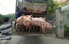 Giá heo hơi hôm nay 8/8: Miền Bắc phổ biến giá 54.000 đồng/kg