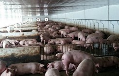 Giá heo hơi hôm nay 11/6: Bình quân cả nước xuống dưới 50.000 đồng/kg