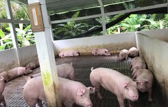Giá heo hơi hôm nay 15/6: Miền Trung rục rịch tăng