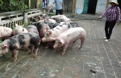 Giá heo (lợn) hơi hôm nay (18/11): Đảo chiều liên tục