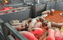 Giá heo hơi hôm nay 17/6: Có nơi giảm 3.000 đồng/kg