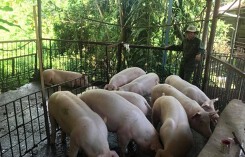 Giá heo hơi hôm nay ngày (17/8): Xu hướng khả quan tại miền Trung