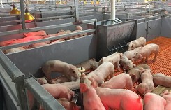 Giá heo (lợn) hơi hôm nay (22/10): Miền Bắc tiếp tục giảm chưa dừng