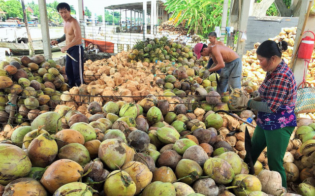 trung quoc ngung mua gia dua tu 175000 dong con 40000chuc