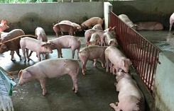 Giá heo hơi hôm nay 1/7: Bình quân miền Bắc gần 50.000 đồng/kg