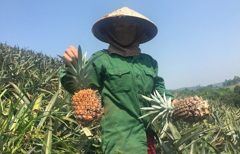 ve noi nong dan xem ao giap la la bao boi vang
