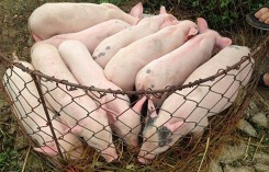 Giá heo (lợn) hơi hôm nay (28/11): Miền Nam tăng nhẹ vài nơi
