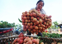 huyen o hai phong keu goi moi cong chuc mua 20 kg vai thieu